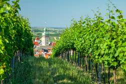 Zwischen Weinbergern und Windmühlen